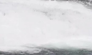 Bear Submerges to Find Food