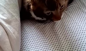 Cat Hides Under Covers from Company