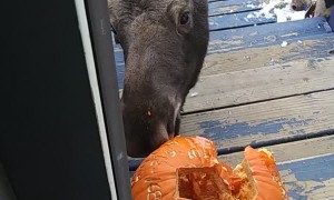 Moose Munches Pumpkin on Doorstep