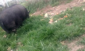 Rescued Pig and Macaque Enjoy Life