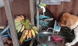 Dog and Rat Have a Row