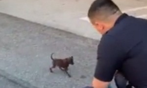 Officers find abandoned puppy, make him part of LAPD