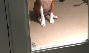 Impatient Boxer Gives Owner Sassy Look