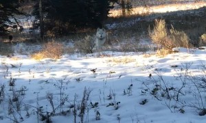 Lucky Man Encounters a Large Wolf Pack