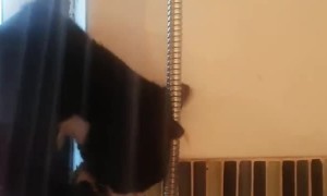 Cat Joins its Human in the Shower