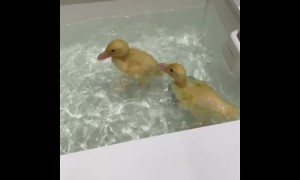 Baby ducks perform adorable underwater dives in bathtub
