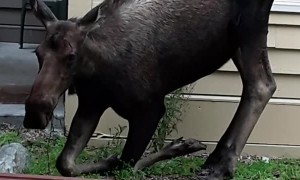Moose Serenely Grazes in Front of Apartment