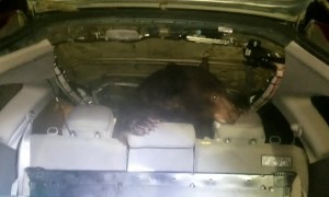 Bear Caught Inside of Car