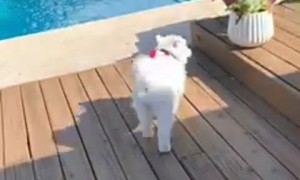 Puppy Tries out the Pool