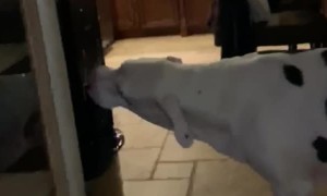 Doggo Drinks from Water Dispenser