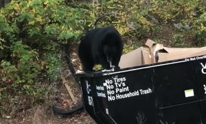 Big Bear Dines While Balancing on Dumpster