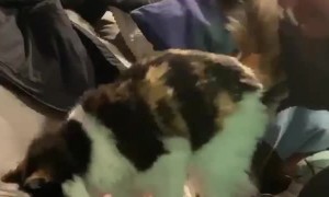 Lending Helping Hands to Blind Cat