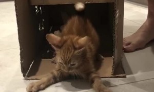 Ginger Kitten Plays Knock Knock