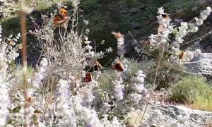 Butterflies in Slow Motion