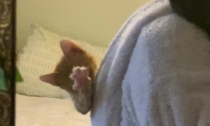 Kitten Hangs Out in Hood