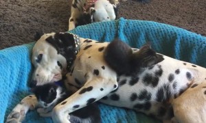 Foster kittens adorably climb all over dalmatian for playtime