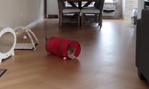 Cat has fun playing the 