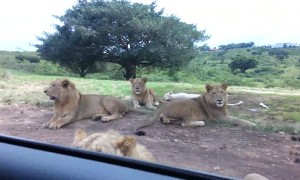 Scary moment shows wild lion opening tourist car door