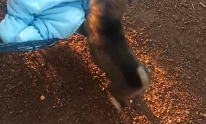 Puppy Lulls Baby in Hammock to Sleep