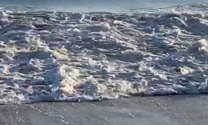 Unsuspecting Duck Meets Wave