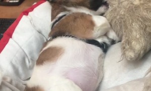 The Cutest Little Coworker