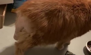 Cat Shaved for Surgery