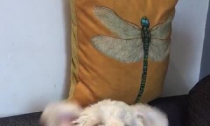 Adorable Doggo with Floppy Ears