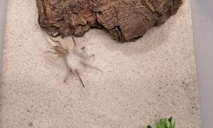Sand Spider Has Incredible Speed