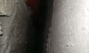 Precious Pooch Freed From Wall