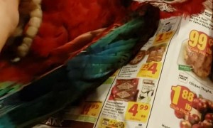Green Macaw Loves Belly Scratches