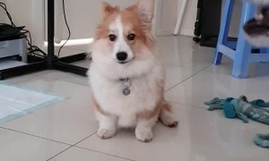 Husky Teaches Corgi Puppy to Howl