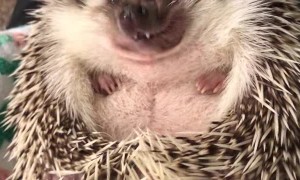 Hedgehog Has a Snack