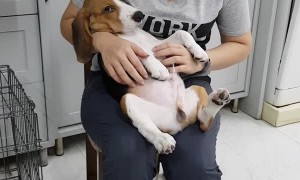 Tummy Scratches Cause Kicking