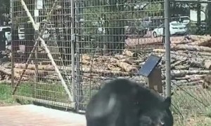 Bear Tries to Get Through Gate