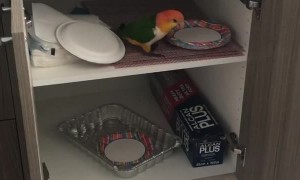 Adorable Bird Being a Brat