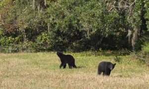 Who Said Bears Can’t Jump?