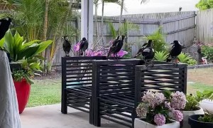 Kicking Back with a Family of Magpies