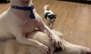 Patient Pooch is Chill with Chihuahua