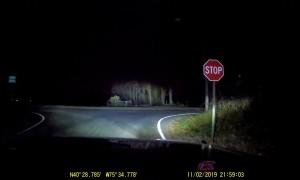 Baby Raccoons Cross the Road
