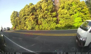 Wandering Cow Created Traffic Jam