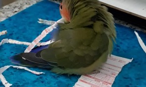 Parrot Paper Shredder