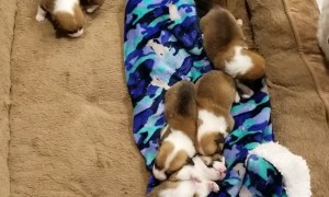 Doggo Learns How to Walk in Her Dreams