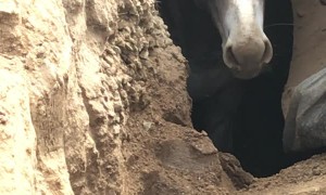Donkey Rescued from Sinkhole