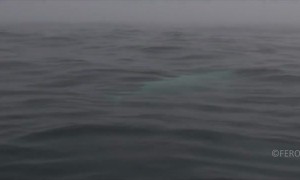 Extremely rare white orca whale spotted