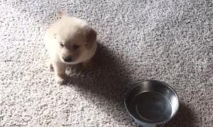 Cute puppy knows exactly what to do when it's dinner time