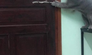 Kitty Defies Locked Door