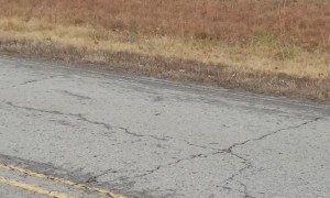Dangling Deer Rescued from Fence