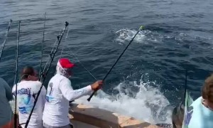 Sailfish Slams into Fisherman