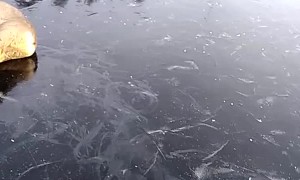 Deers Saved From Slippery Frozen Lake