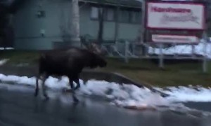 Bull Moose Follows Family